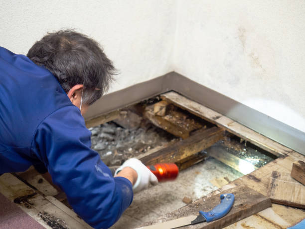 Best Commercial Mold Removal  in Libertyvle, IL