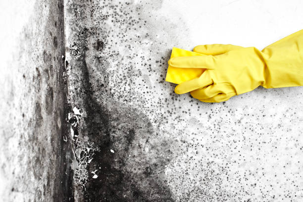 Professional Mold Removal in Libertyville, IL