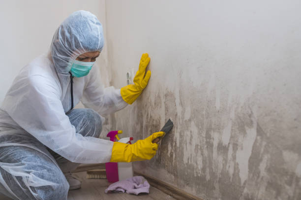 Best Crawl Space Mold Removal  in Libertyvle, IL