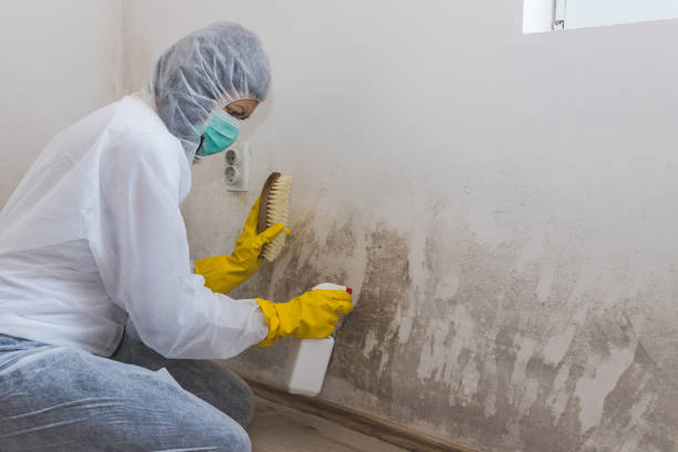 Best Home Mold Removal  in Libertyvle, IL