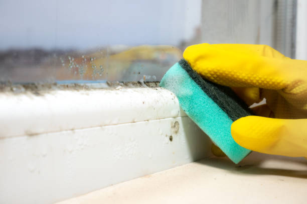 Best Black Mold Removal  in Libertyvle, IL
