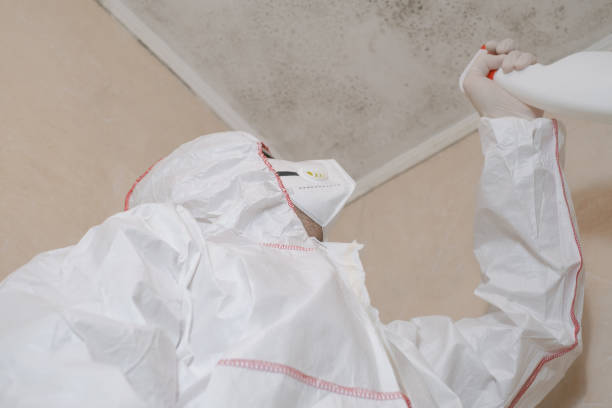 Best Mold Removal Company Near Me  in Libertyvle, IL