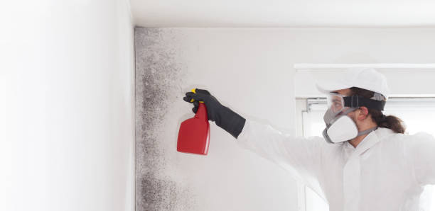 Attic Mold Removal in Libertyville, IL