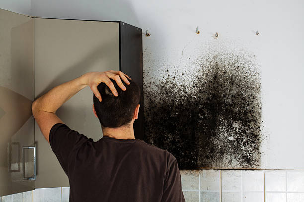 Best Mold Damage Repair  in Libertyvle, IL