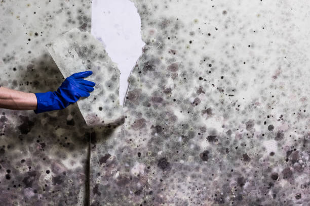 Best Emergency Mold Removal  in Libertyvle, IL