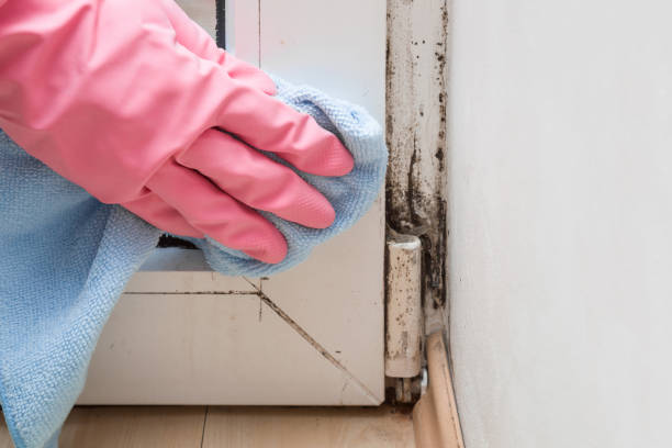Crawl Space Mold Removal in Libertyville, IL