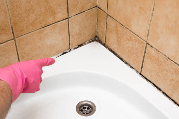Best Office Mold Removal Services  in Libertyvle, IL